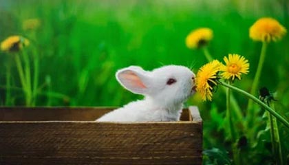 棋牌平台-女篮世界杯“抢票战”在即 中国女篮期待展现新面貌